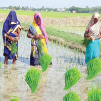 करेन्ट लागेर किसानको मृत्यु