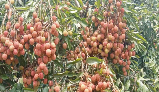घुम्ती व्यापारीलाई अर्जुनचौपारीमा प्रतिबन्ध