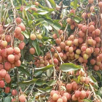 दसैँको मुखमा खाद्यान्नको मूल्य वृद्धि