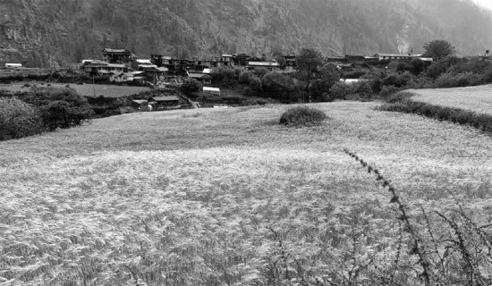 रैथाने अन्नको माग बढ्दै
