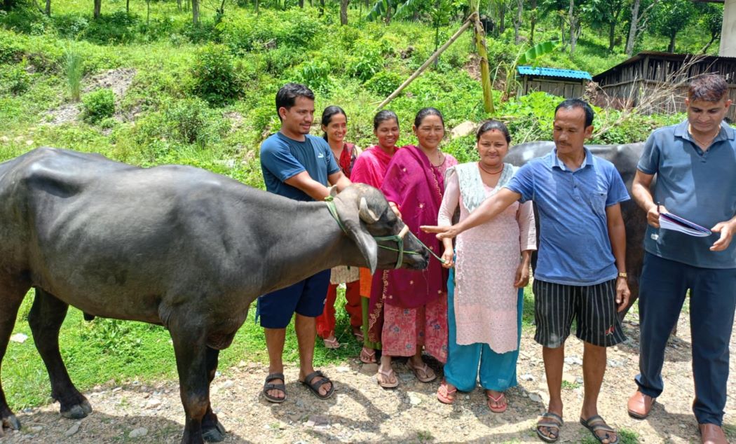 गाउँपालिकाद्वारा कृषकलाई मुर्रा राँगो वितरण