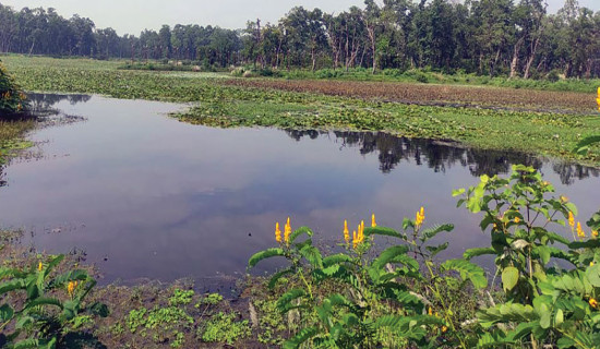 समावेशीकरणको दिशामा नयाँ फड्को : गोरखापत्रद्वारा प्रकाशित राना थारु भाषा