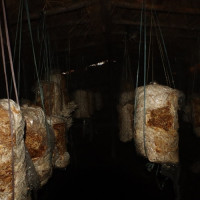 मिलन र डकेन्द्रलाई लेखा कार्यालयको स्पष्टीकरण