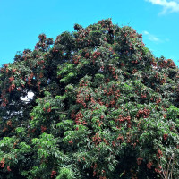 पहिरोसँगै आएको ढुङ्गाले लाग्दा दुई दिदीबहिनीको मृत्यु