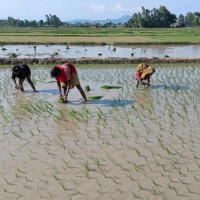 सूर्यमुखी खेती गर्ने किसान घट्दै