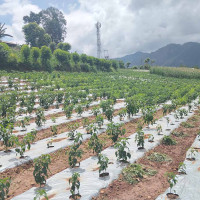 पशुका लागि नमुना अस्पताल