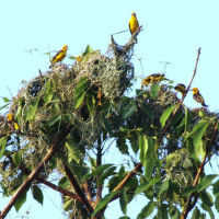 धनुषामा तस्कर र सशस्त्र प्रहरीबिच भीडन्त : ६ प्रहरी घाइते