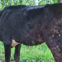 केराको रेशाबाट उत्पादित सामग्रीको माग बढ्दो