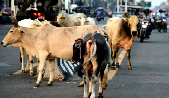 सडक र चोकमा फेरि बढ्दै छाडा चौपाया