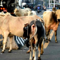 मुण्डे–कीर्तिपुर–बन्दिपुर सडकखण्ड कालोपत्रे