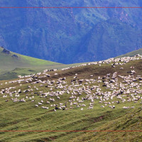 बलात्कारका आरोपी क्षेत्री पक्राउ