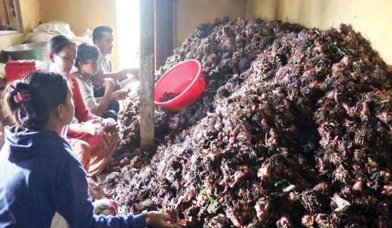 उत्पादन घट्दा खस्कियो अलैँची निर्यात