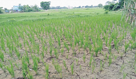 धान खेतमा चिरा पर्‍यो
