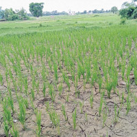 निरन्तर उकालो लाग्दै विद्युतीय कारोबारको ग्राफ