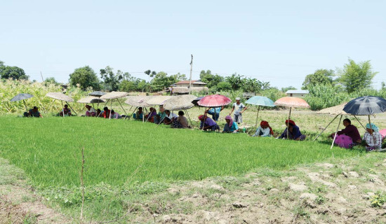 निरन्तर उकालो लाग्दै विद्युतीय कारोबारको ग्राफ