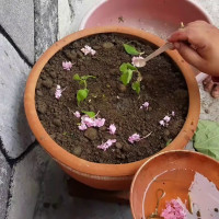 उपनिर्वाचनमा केन्द्रित हुन एमालेको निर्देशन