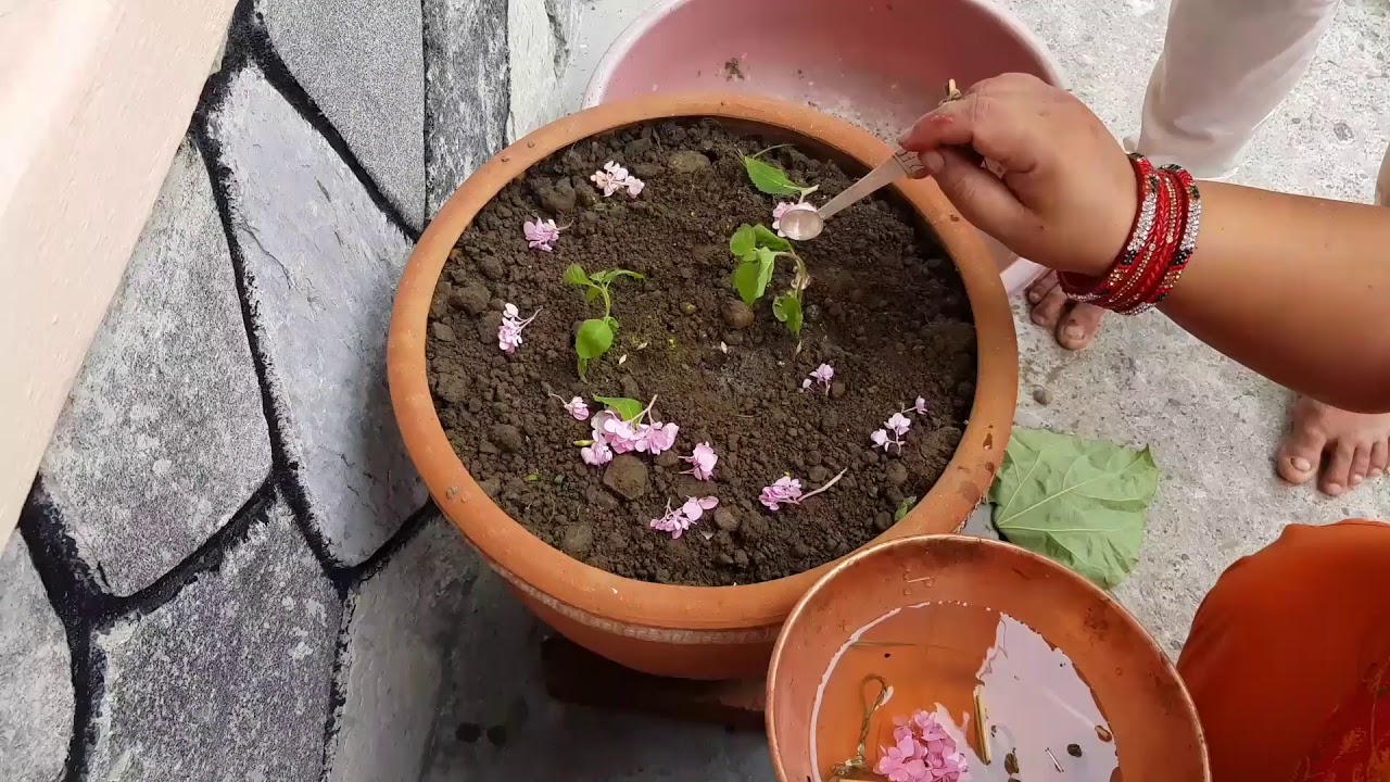 आषाढ शुक्ल एकादशीः तुलसीको बिरुवा सारिँदै