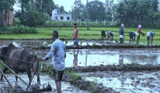 कञ्चनपुरमा ६० प्रतिशत धान रोपाइँ सम्पन्न