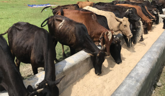 धार्मिक पर्यटकको गन्तव्य बन्दै गौ संरक्षण केन्द्र
