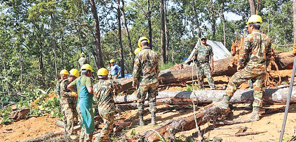 बर्सेनि काटिन्छन् सवा लाख रुख