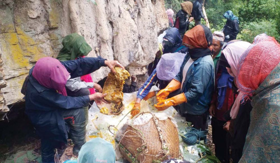 घट्यो भिरमहको उत्पादन