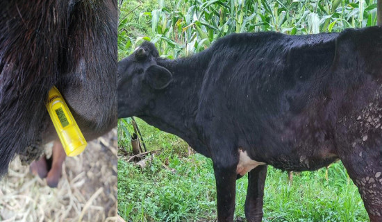 ताप्लेजुङमा फैलन थाल्यो लम्पी स्किन सङ्क्रमण