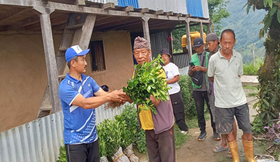 खावाको कृषि पकेट क्षेत्रमा सुन्तलाको विरुवा वितरण