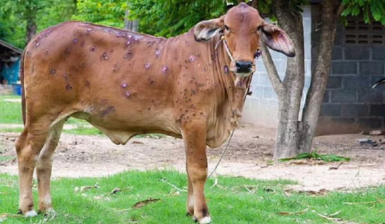 स्थानीयको चन्दाबाट मन्दिरमा तामाको छानो