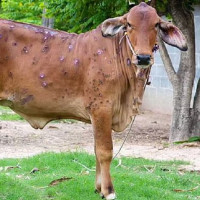 पाथीभरा क्षेत्रमा पाँच हजार बिरुवा रोपियो