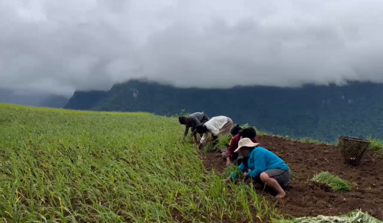 कोदो रोपाइँमा व्यस्त किसान