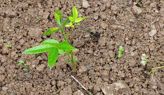 पकेट क्षेत्रमा रोपियो टिमुर