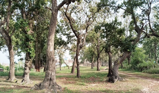 शताब्दी पुराना सखुवाका रुख खुला सङ्ग्रहालय