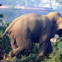 ऐरावती आदर्श बहुमुखी क्याम्पसको अध्यक्षमा सोनी