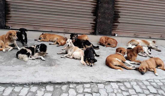 टेकुमा जम्मा भएका कुकुरको व्यवस्थापन गर्न आग्रह