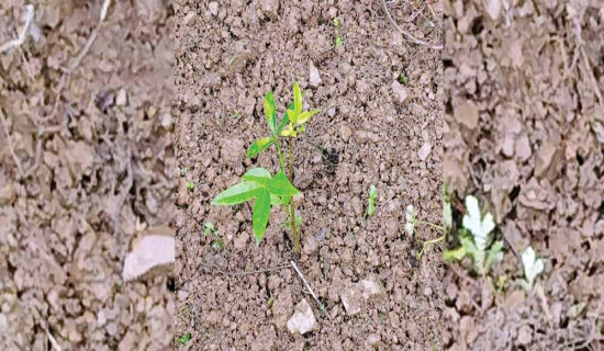 पकेट क्षेत्रमा रोपियो टिमुर