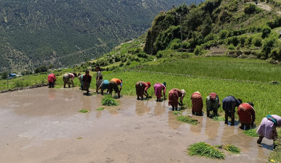 मुगुमा ७० प्रतिशत धान रोपाइँ