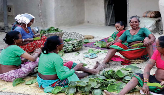 थारू बस्तीमा हर्डहुवाको रौनक