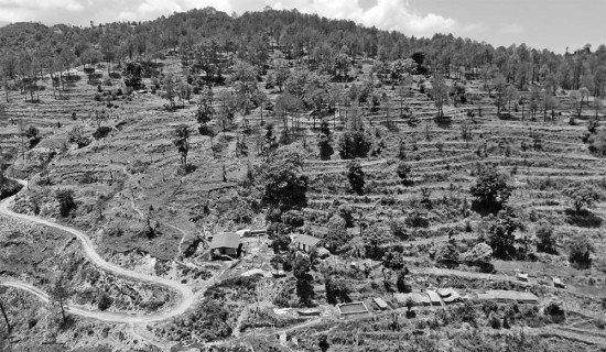 बाँझो जमिनमा बिरुवा हुर्काउँदै कृष्णदत्त