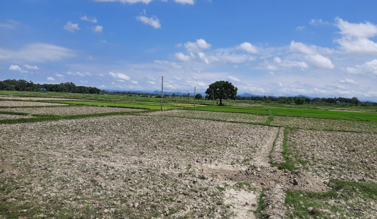 सप्तरीमा दस प्रतिशत मात्रै धान रोपाइँ