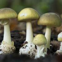 लगानी सम्मेलनमा अमेरिकी चेम्बर अफ कमर्स सहभागी हुने