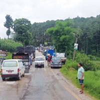 हिमाली जडीबुटी माइकोपिला