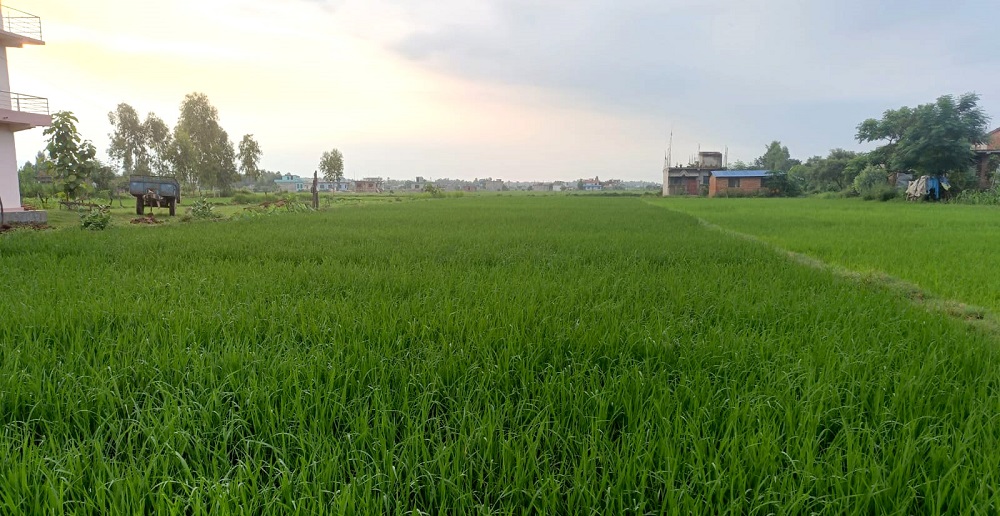 रोपाइँ सकियो, खेत हरियालीमा परिणत