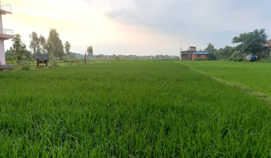 रोपाइँ सकियो, खेत हरियालीमा परिणत