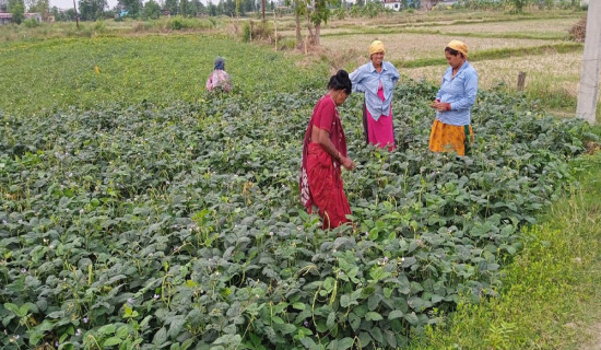 कृषिमा पकेट क्षेत्र तोकिएसँगै तिलोत्तमाका कृषक लाभान्वित