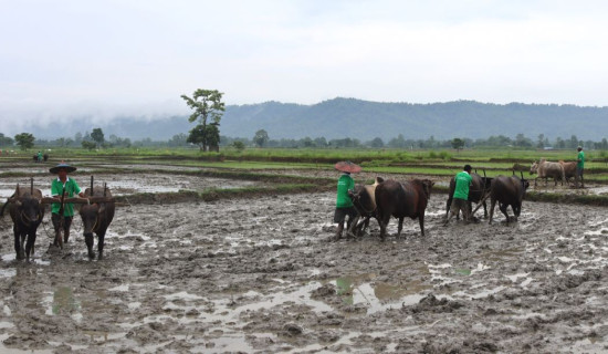 गाउँमा बिमा जनचेतना अभियान
