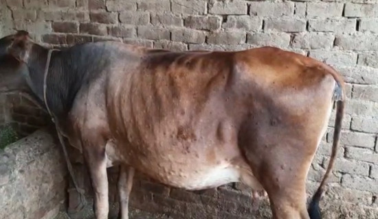 पाथीभरा क्याम्पसको नयाँ भवन निर्माण