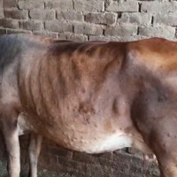 पौडी खेल्न गएका दुई बालकको मृत्यु