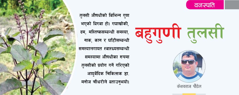 बहुगुणी तुलसी