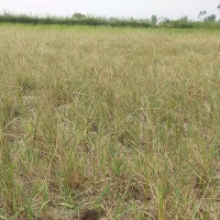 क्यानडाले दियो नेपाललाई २३३ रनको लक्ष्य
