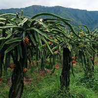 नवलपरासीपूर्वका किसानलाई चैतेधान भित्र्याउने चटारो